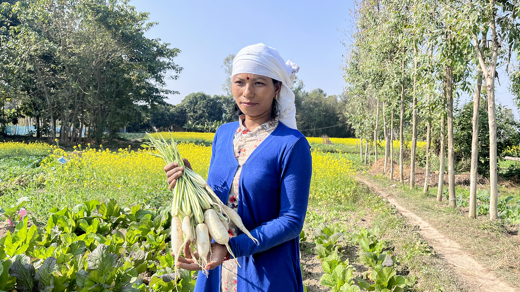 Harvesting-Radish-Grown-Using-Sustainable-Practices-and-Organic-FertilizersAYNN_1700